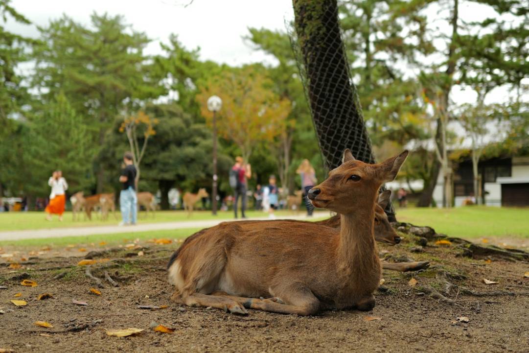 Wie planst du den perfekten Japanurlaub mit Kindern? extra