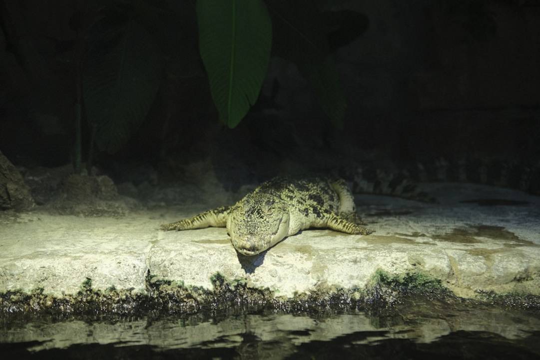 Kambodscha schnorcheln underwater view of Koh Chang, Kambodscha