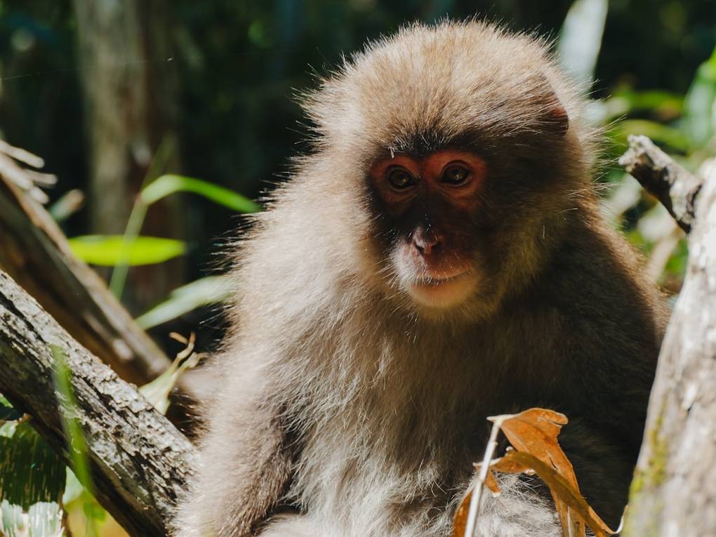 Wandern in Japan: Wie bereitest du dich auf die ultimative Tour vor? details