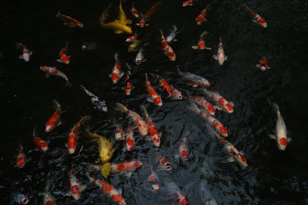 Die Bedeutung eines japanischen Gartens: Symbolik und Etikette erklärt extra