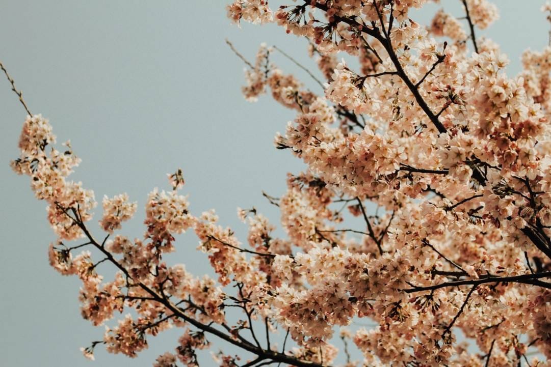 Mai Die gesetzlichen Feiertage in Südkorea im Monatsüberblick
