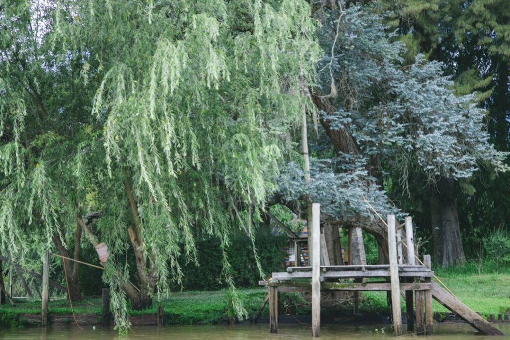 -Arakurayama Sengen Parkarakurayama-parkFujikawaguchiko