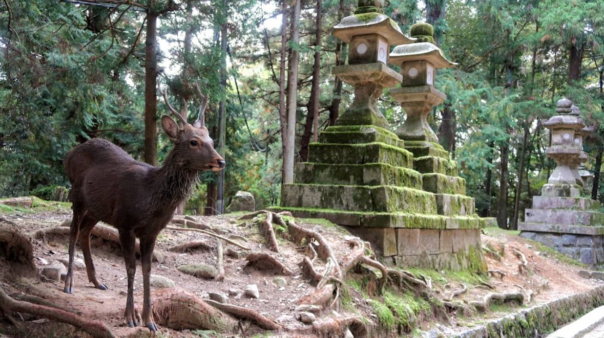 Kasuga-Taisha Schreinkasuga-taishaNara scenery