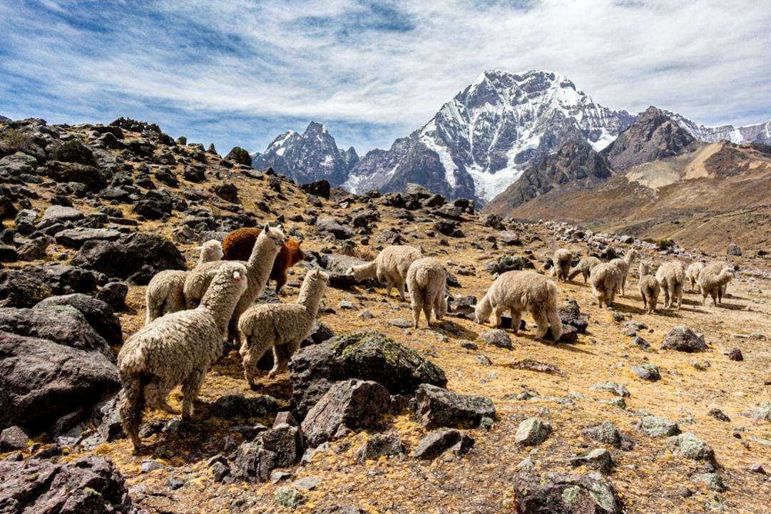 nature Peru vs Ecuador